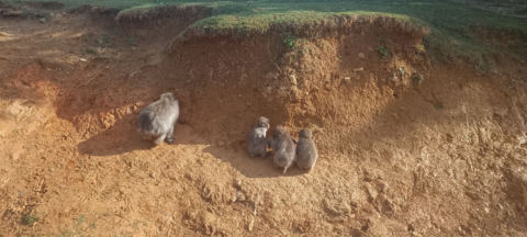 monkies