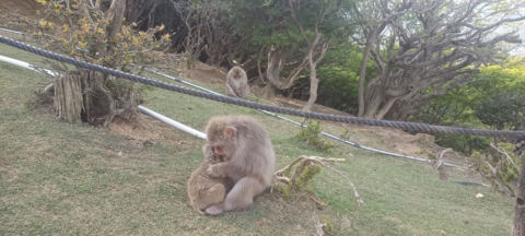 monkies