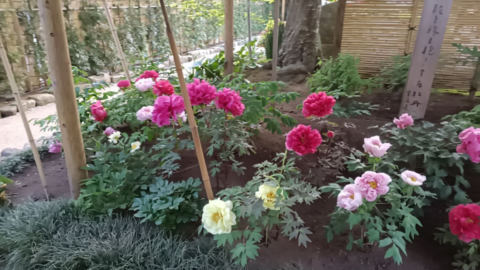 flowers