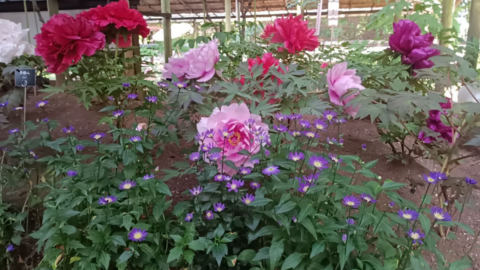 flowers