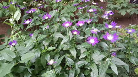 flowers