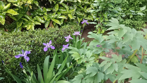 flowers