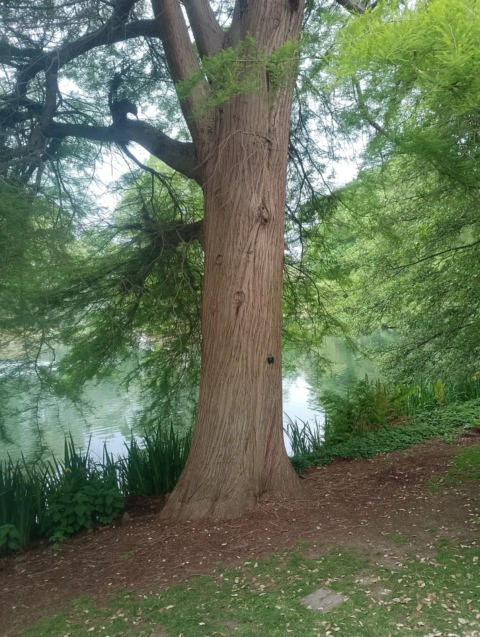 Tree trunk by the pond
