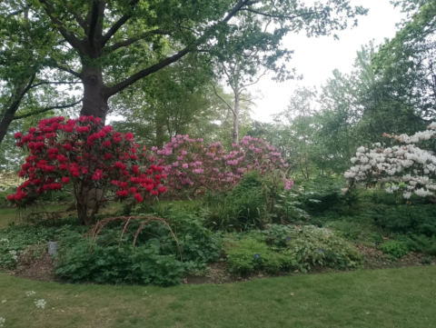 Rhododendrons