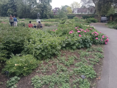Garden path with flowers