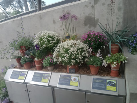 Alpine plants