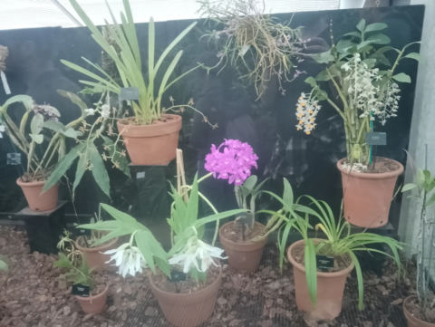 Orchids detail