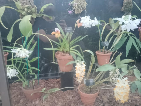 Orchid variety