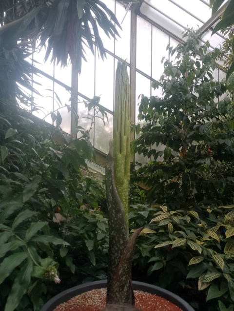 Carnivorous plants