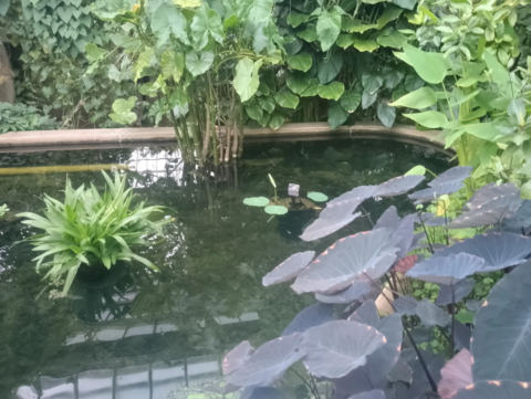 Plant display
