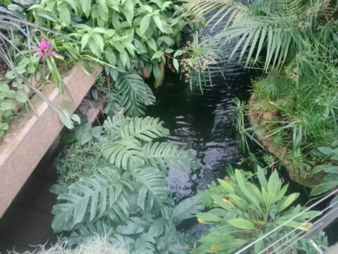 Tropical foliage