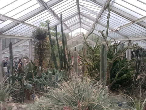 Plant display