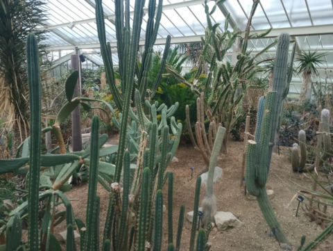 Cacti section