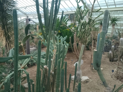 Desert plants