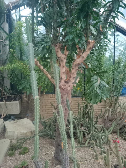 Cactus close-up