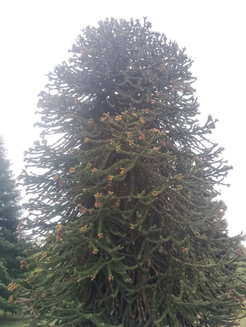 Monkey puzzle tree