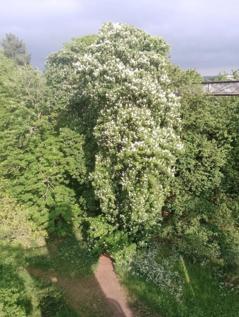 View from Treetop Walkway