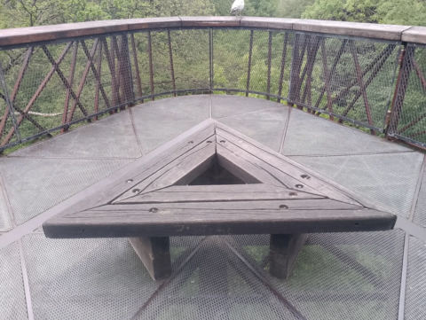 Treetop view