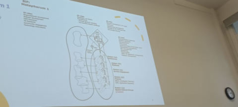Metaphorum